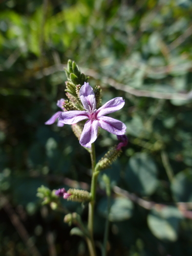 Plumbago (plumbagos) (alternate view 2)