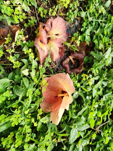 Hibiscus tiliaceus (sea hibiscus) (alternate view 5)