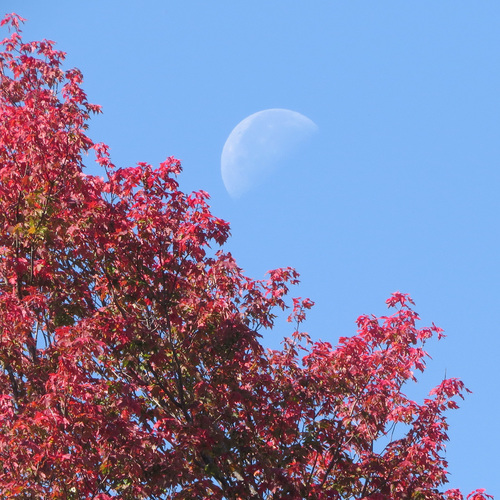 Acer rubrum (red maple) (alternate view 5)