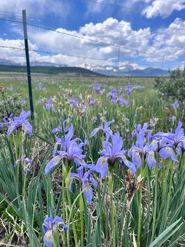 Iris missouriensis (Western Blue Flag Iris) (alternate view 5)
