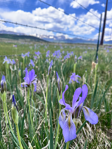 Iris missouriensis (Western Blue Flag Iris) (alternate view 4)