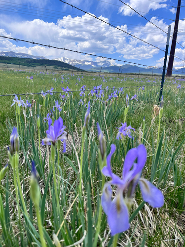 Iris missouriensis (Western Blue Flag Iris) (alternate view 3)