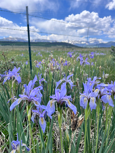 Iris missouriensis (Western Blue Flag Iris) (alternate view 2)
