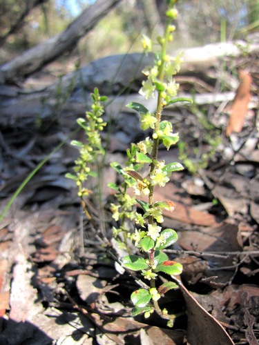 Phyllanthus hirtellus (Thyme Spurge) (alternate view 6)
