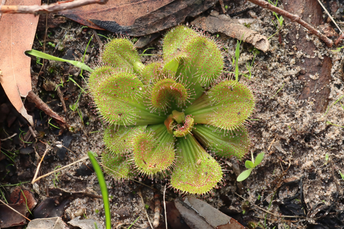 Drosera whittakeri (Whittaker's sundew) (alternate view 3)