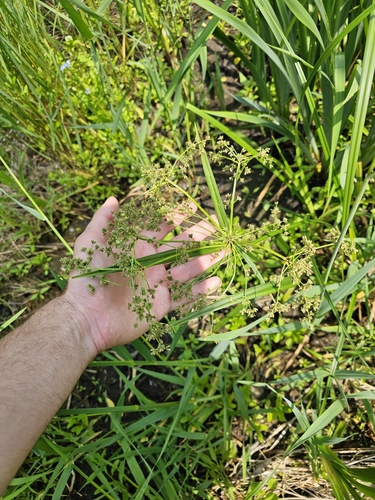 Scirpus microcarpus (small-fruited bulrush)
