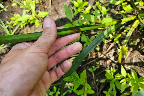 Scirpus microcarpus (small-fruited bulrush) (alternate view 2)
