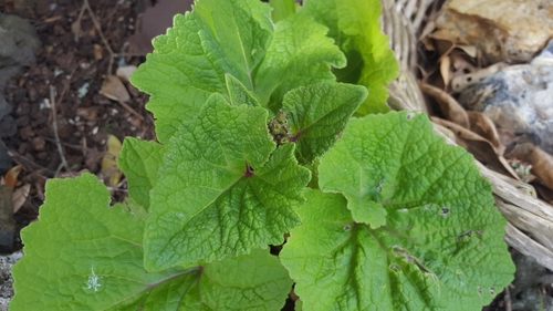 Pericallis × hybrida (Florist's cineraria) (alternate view 5)