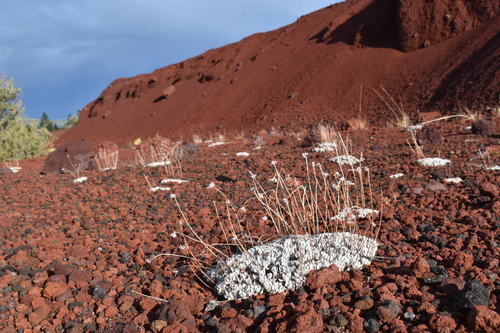 Eriogonum ovalifolium (cushion buckwheat)