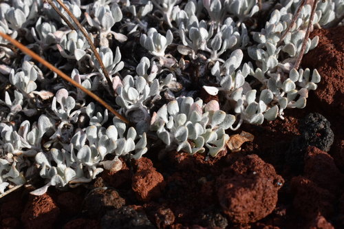 Eriogonum ovalifolium (cushion buckwheat) (alternate view 2)