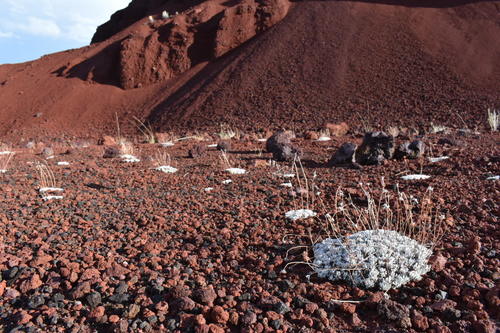 Eriogonum ovalifolium (cushion buckwheat) (alternate view 4)