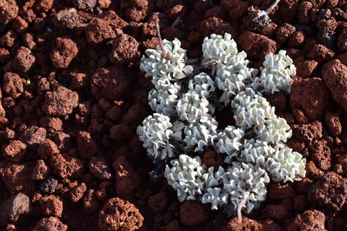 Eriogonum ovalifolium (cushion buckwheat) (alternate view 5)