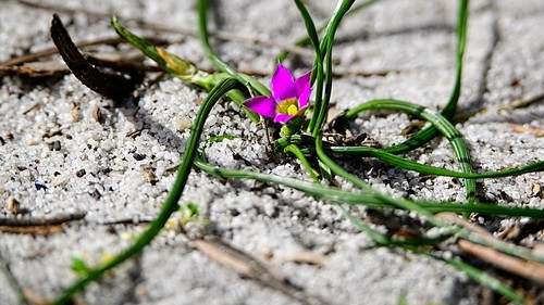 Romulea rosea (Rosy sandcrocus) (alternate view 10)