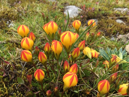 Gentianella (dwarf gentians) (alternate view 8)