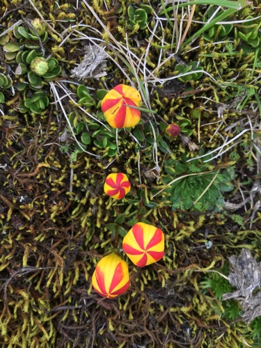 Gentianella (dwarf gentians) (alternate view 9)