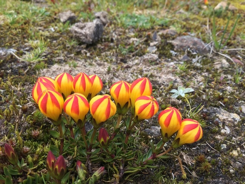 Gentianella (dwarf gentians) (alternate view 10)