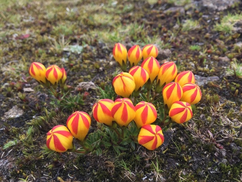Gentianella (dwarf gentians) (alternate view 11)