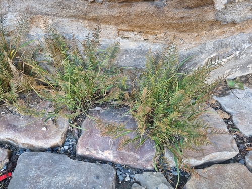 Catapodium rigidum (Fern-grass)