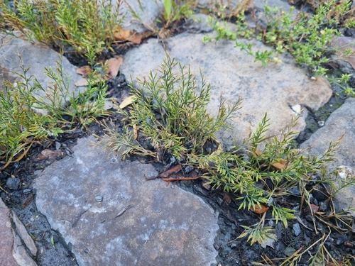 Catapodium rigidum (Fern-grass)