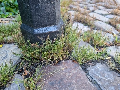 Catapodium rigidum (Fern-grass)