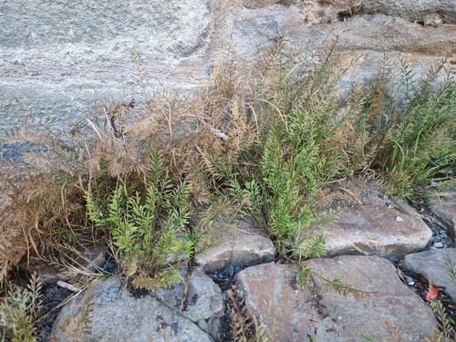 Catapodium rigidum (Fern-grass)