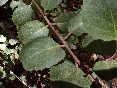 Rhamnus ilicifolia (hollyleaf redberry) (alternate view 4)
