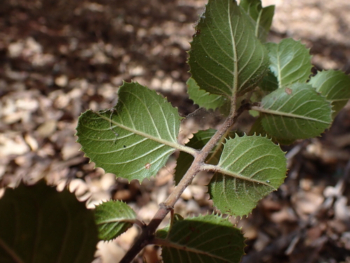 Rhamnus ilicifolia (hollyleaf redberry) (alternate view 5)