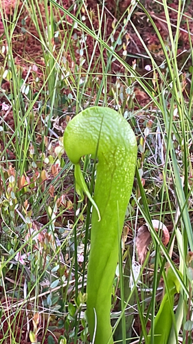 Darlingtonia californica (California pitcher plant) (alternate view 3)