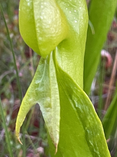 Darlingtonia californica (California pitcher plant) (alternate view 5)