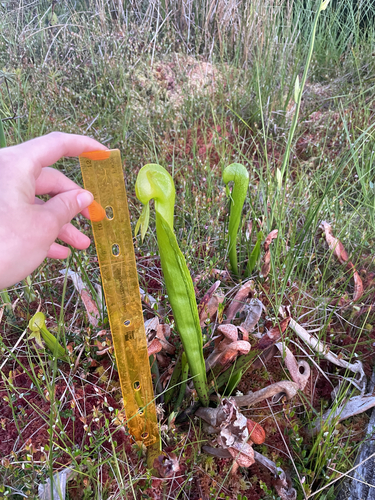 Darlingtonia californica (California pitcher plant) (alternate view 4)