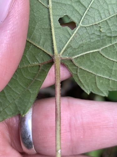 Vitis cinerea (graybark grape) (alternate view 7)
