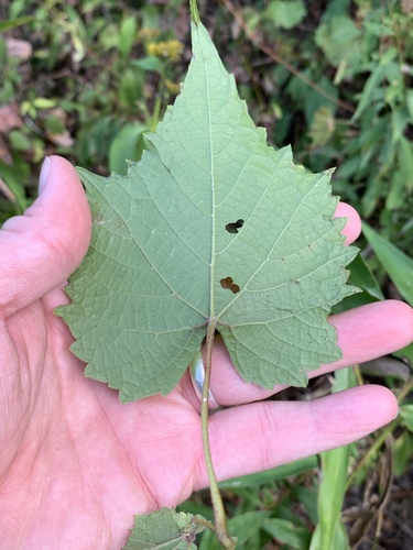 Vitis cinerea (graybark grape) (alternate view 5)
