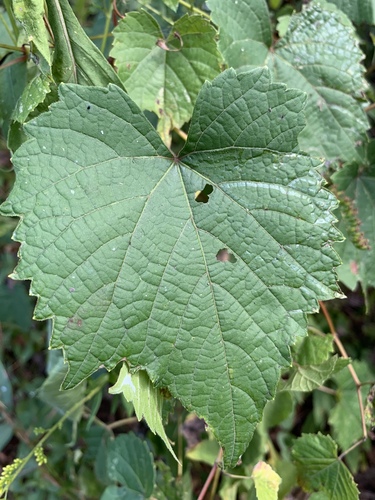 Vitis cinerea (graybark grape) (alternate view 6)