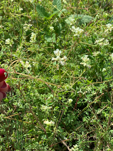 Ceratocapnos claviculata (Climbing Corydalis)