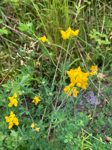 Lotus pedunculatus (big bird's-foot trefoil) (alternate view 2)