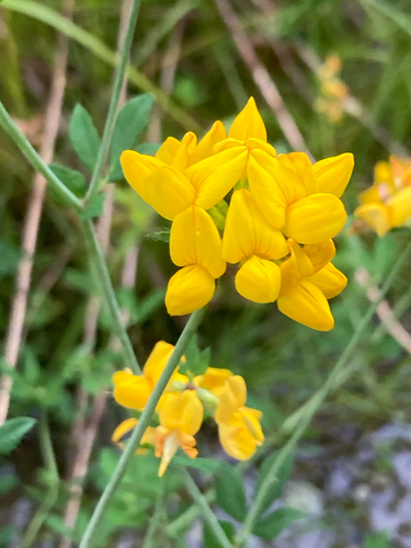 Lotus pedunculatus (big bird's-foot trefoil)