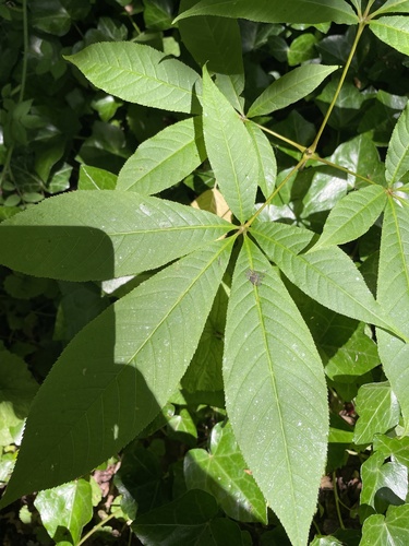 Aesculus indica (Indian Horse Chestnut)