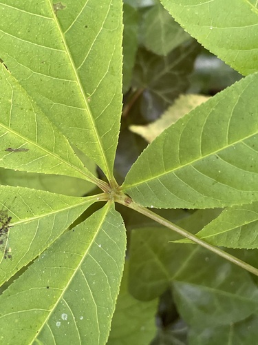 Aesculus indica (Indian Horse Chestnut) (alternate view 2)