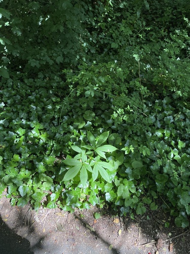Aesculus indica (Indian Horse Chestnut) (alternate view 3)