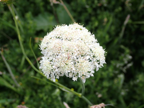 Oenanthe pimpinelloides (Corky-fruited Water-dropwort)