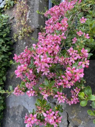 Escallonia × rigida (Escallonia Hybrid)