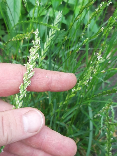 Lolium perenne (Perennial Ryegrass) (alternate view 5)