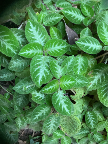 Episcia cupreata (Episcia Flame Violet) (alternate view 7)