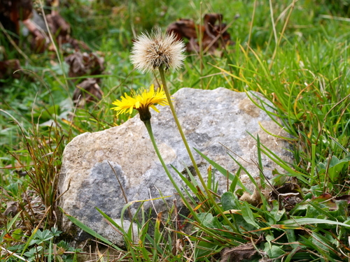 Leontodon hispidus (Rough Hawkbit)