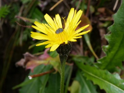 Leontodon hispidus (Rough Hawkbit)