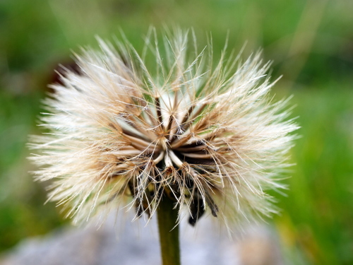 Leontodon hispidus (Rough Hawkbit)