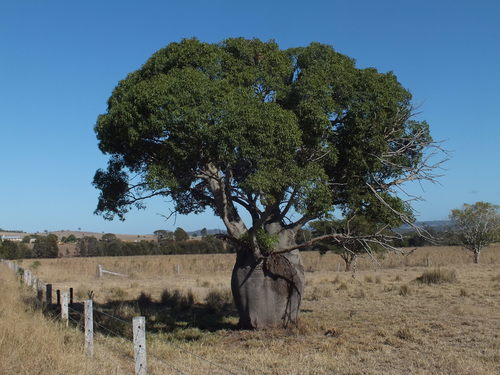 Brachychiton rupestris (Queensland Bottle Tree) (alternate view 3)