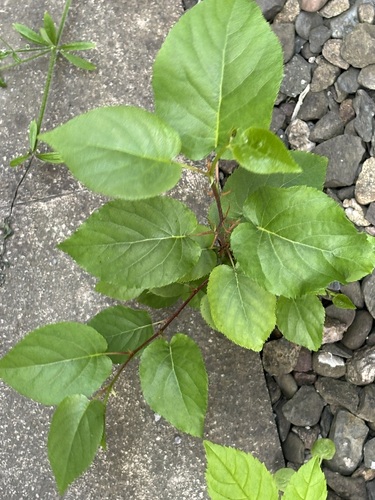 Alnus cordata (Italian alder)