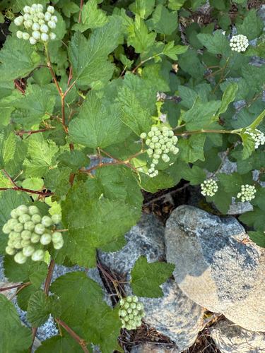 Physocarpus capitatus (Pacific ninebark) (alternate view 5)