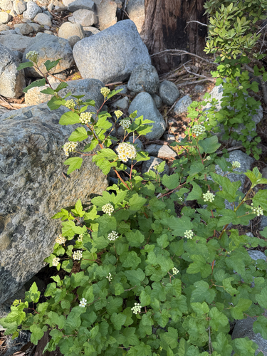 Physocarpus capitatus (Pacific ninebark) (alternate view 4)